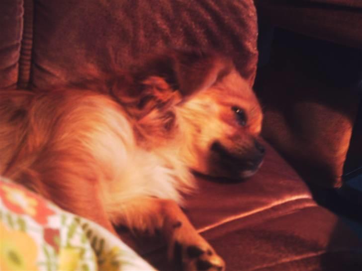 Blanding af racer Malou billede 4