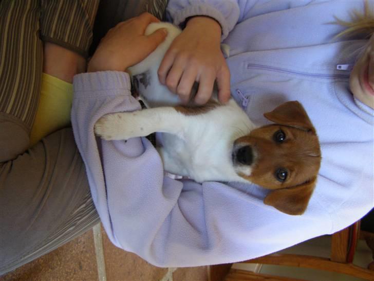 Jack russell terrier Chivas billede 8