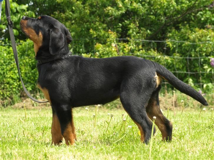 Rottweiler Marienlunds Grammy billede 7