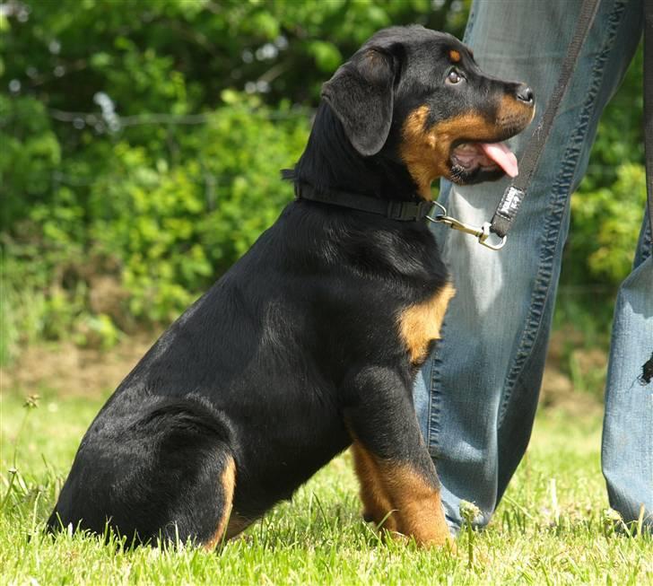 Rottweiler Marienlunds Grammy billede 8
