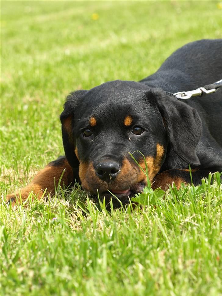 Rottweiler Marienlunds Grammy billede 9