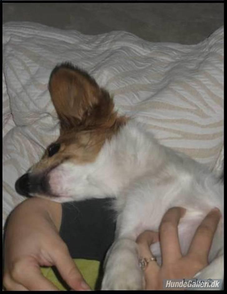 Blanding af racer lucky billede 2