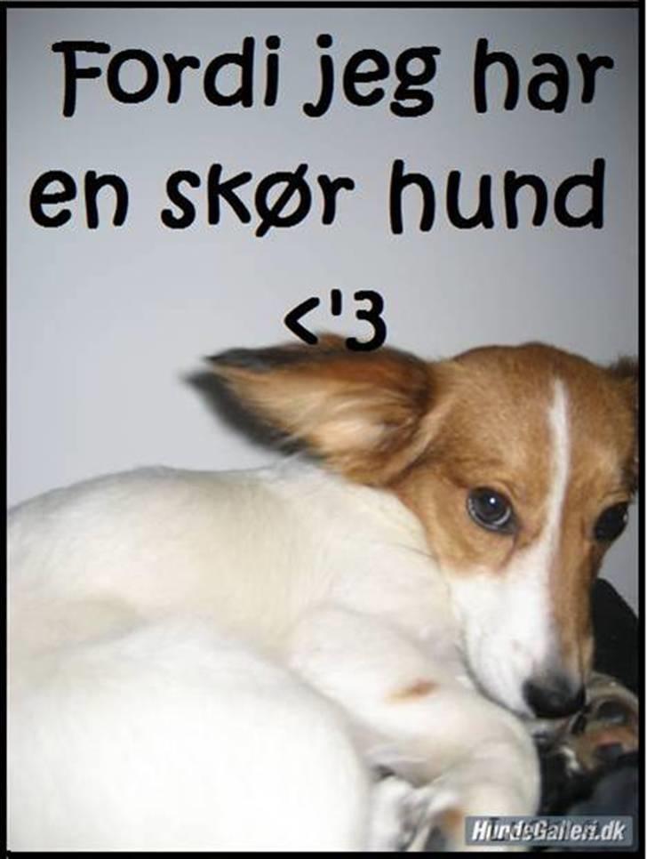 Blanding af racer lucky billede 3