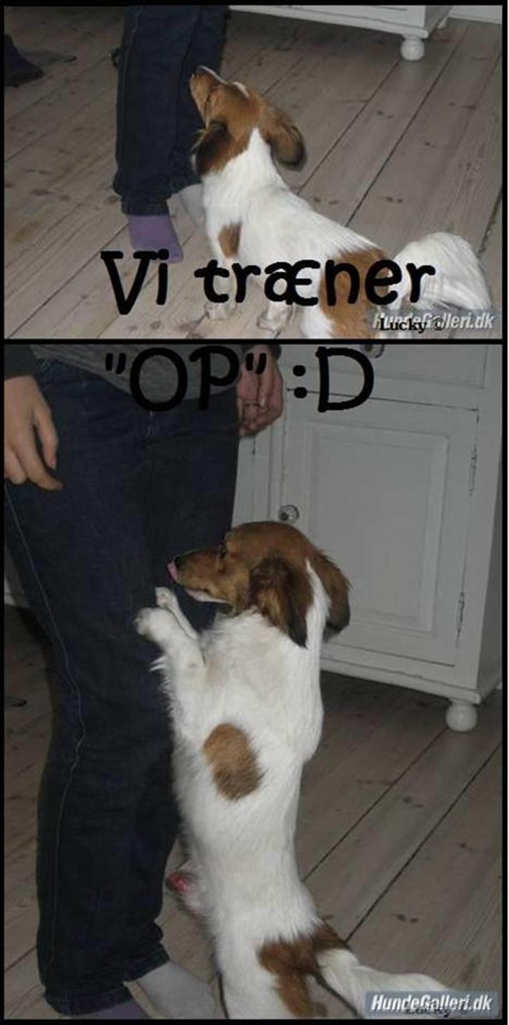 Blanding af racer lucky billede 4