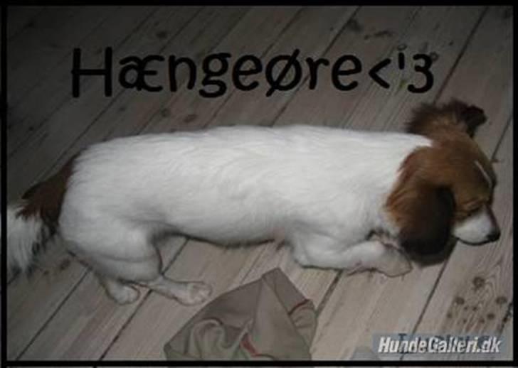 Blanding af racer lucky billede 6