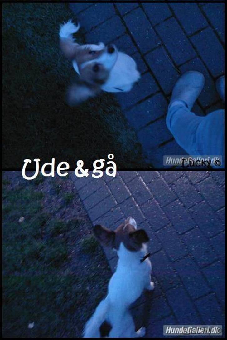 Blanding af racer lucky billede 10