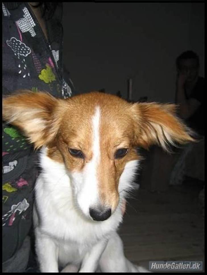 Blanding af racer lucky billede 11