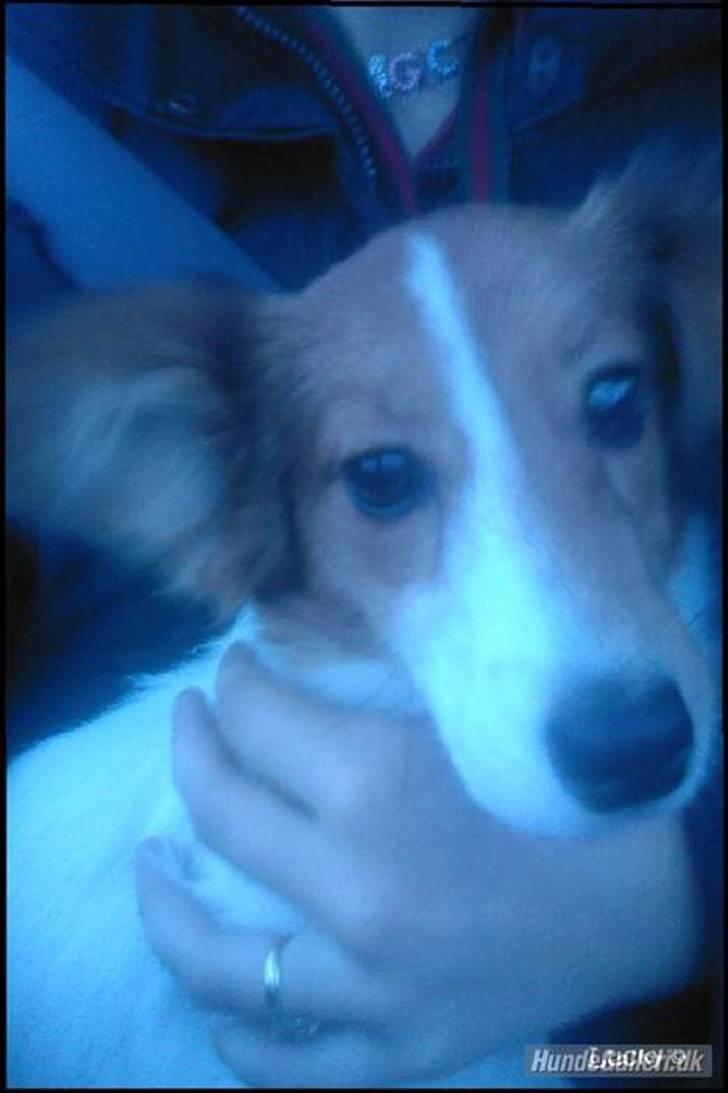 Blanding af racer lucky billede 14