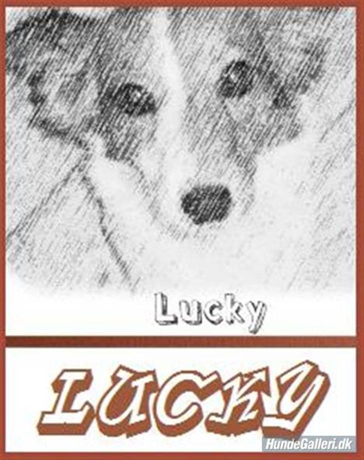 Blanding af racer lucky billede 15