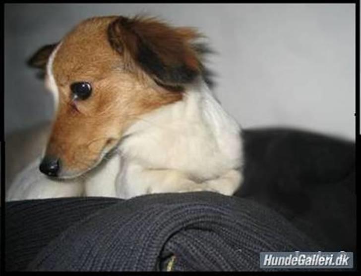 Blanding af racer lucky billede 16