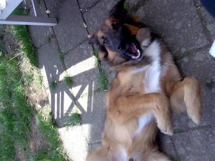 Blanding af racer basse billede 7