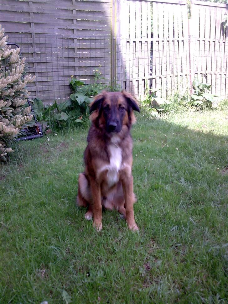 Blanding af racer basse billede 8