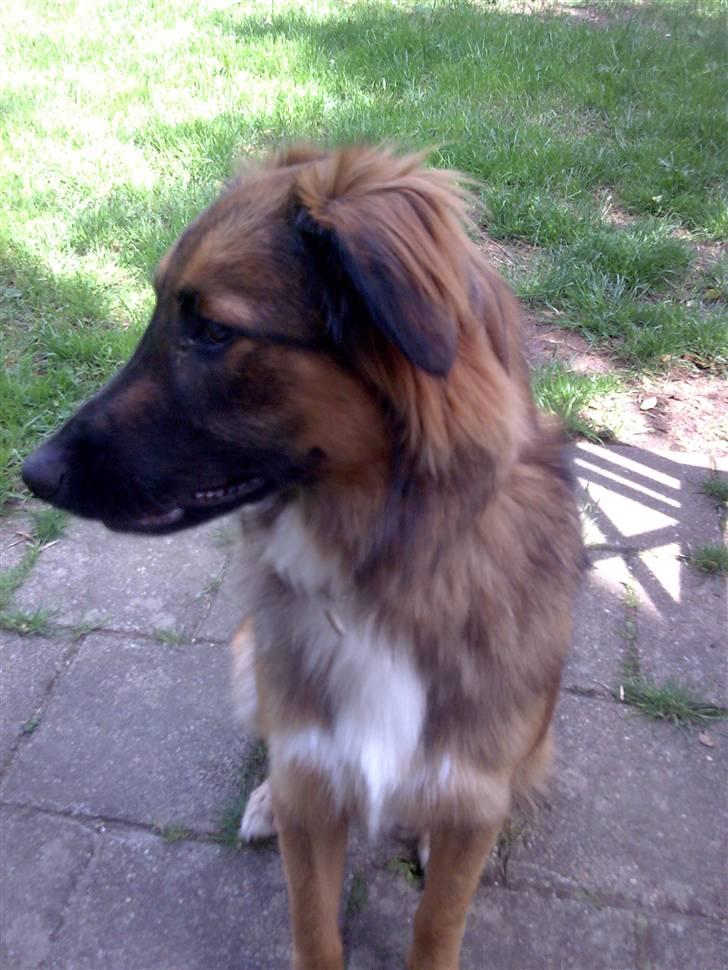 Blanding af racer basse billede 9