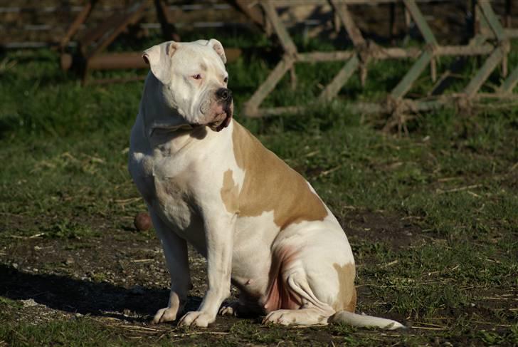 Amerikansk bulldog Enya Himmelhund ;( billede 1