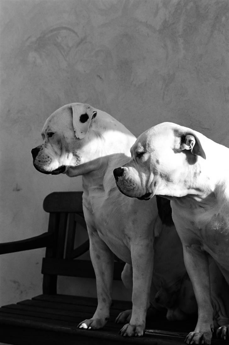 Amerikansk bulldog Enya Himmelhund ;( - Enya og hendes gamle kærste kysse som desvære er død  billede 2