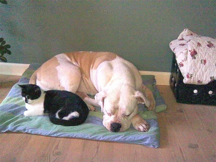 Amerikansk bulldog Enya Himmelhund ;( billede 3