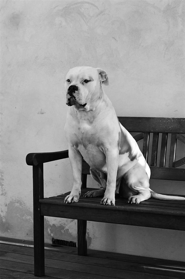 Amerikansk bulldog Enya Himmelhund ;( billede 4