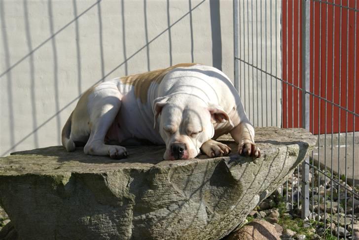 Amerikansk bulldog Enya Himmelhund ;( billede 5