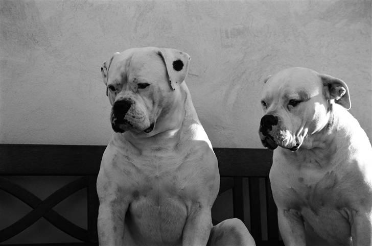 Amerikansk bulldog Enya Himmelhund ;( - Enya og hendes gamle kærste kysse som desvære er død  billede 6