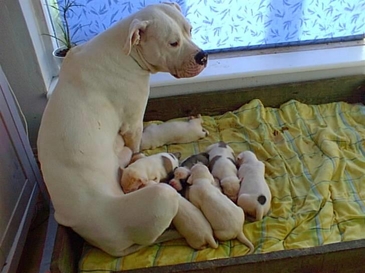 Amerikansk bulldog Enya Himmelhund ;( - Enya som baby med hendes mor billede 7