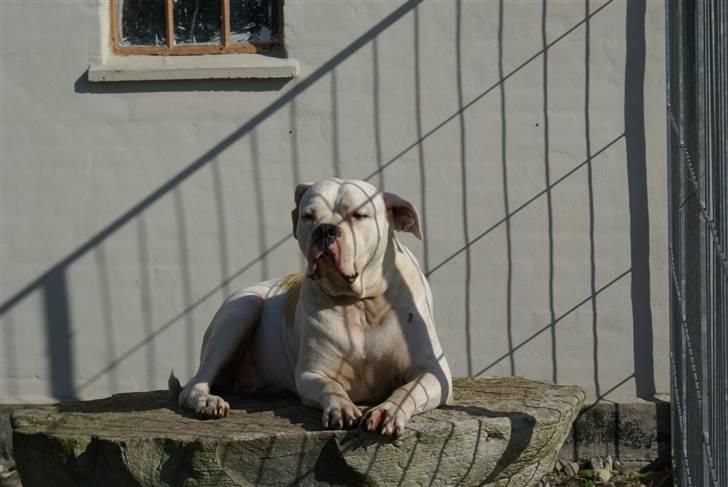 Amerikansk bulldog Enya Himmelhund ;( billede 8