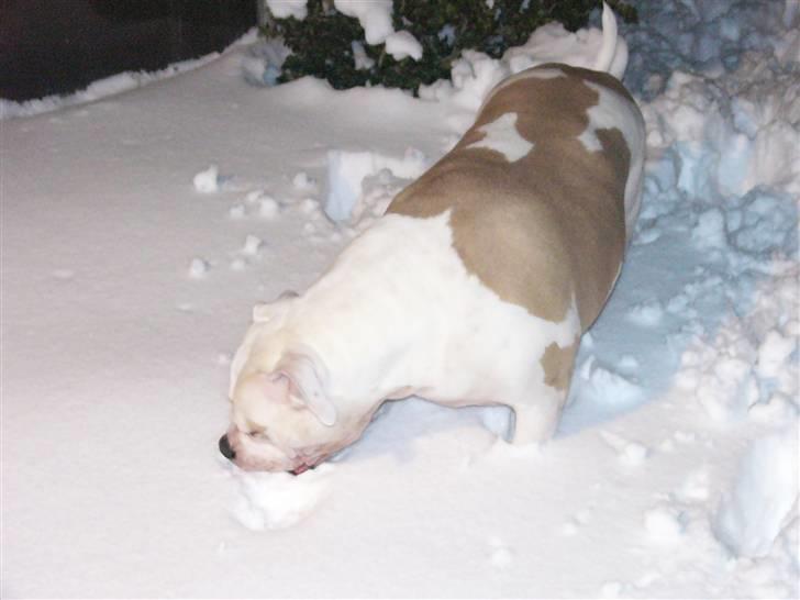 Amerikansk bulldog Enya Himmelhund ;( billede 9