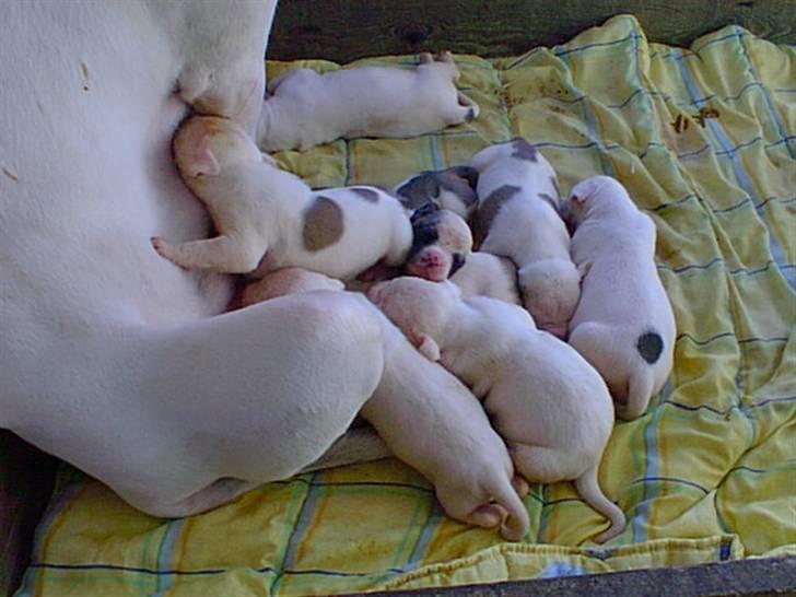 Amerikansk bulldog Enya Himmelhund ;( - Enya som baby med hendes mor billede 10