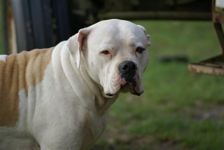 Amerikansk bulldog Enya Himmelhund ;( billede 11