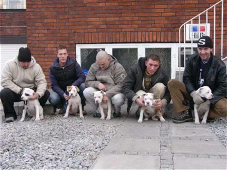 Amerikansk bulldog Enya Himmelhund ;( - Enya babyer med kysse billede 12