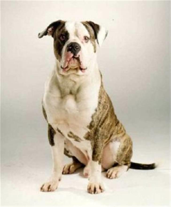 Amerikansk bulldog Enya Himmelhund ;( - Enyas far billede 13
