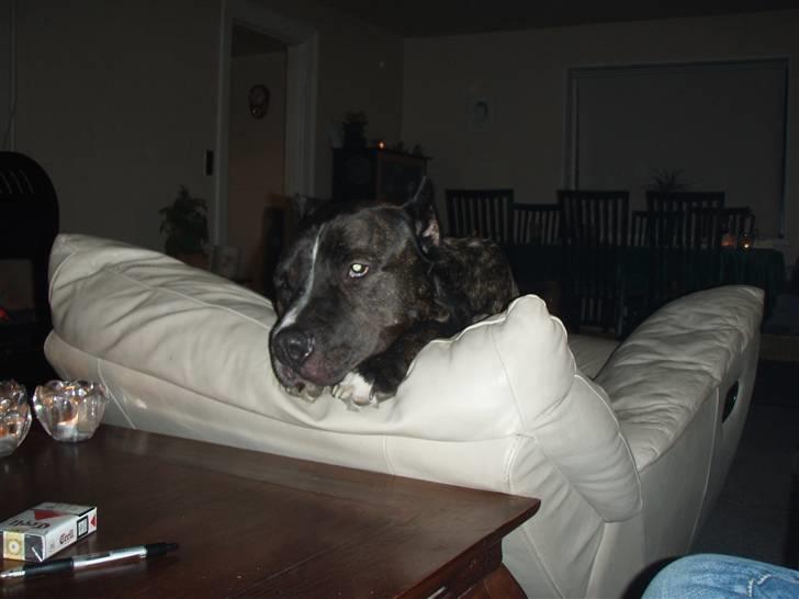 Cane corso obelix billede 18