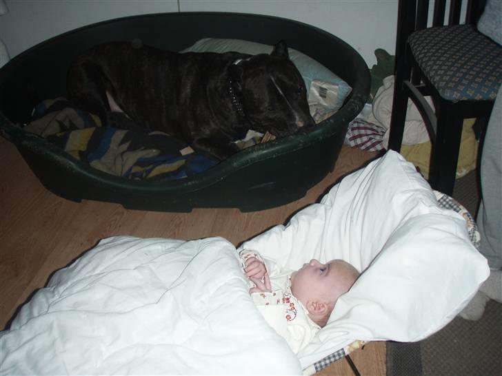 Cane corso obelix - Mig og min lille søster :) billede 20