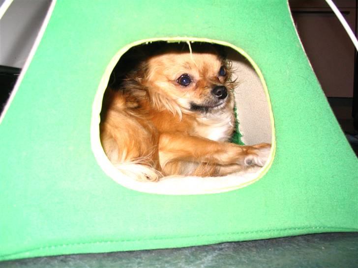 Chihuahua Zitta *R.I.P* - Hvad skete der lige derude?? billede 18