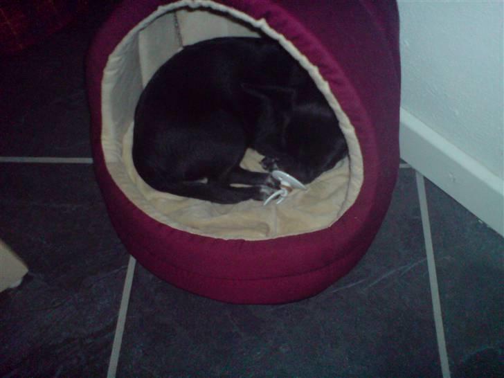 Chihuahua Molly - Molly & sutten :-) billede 18