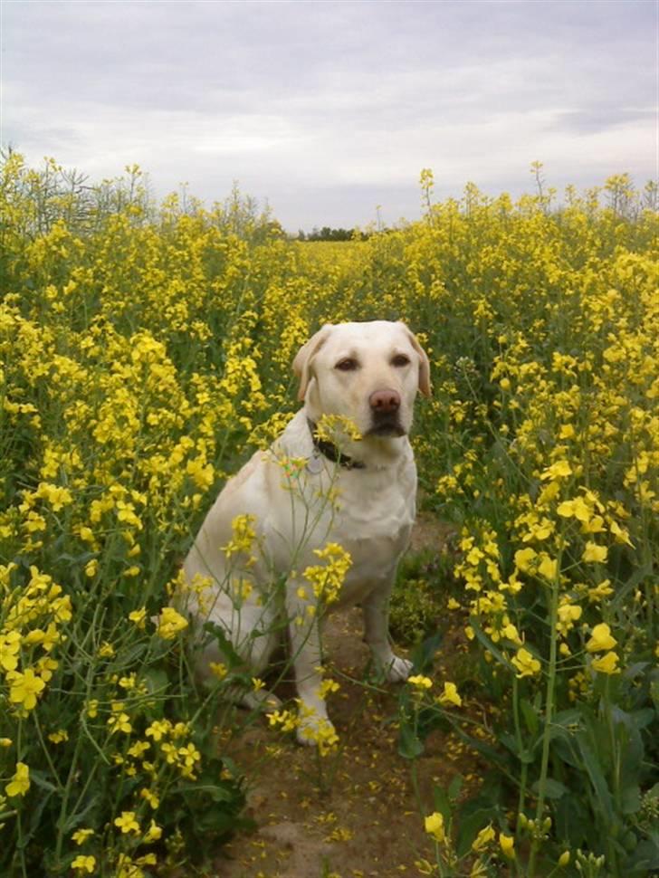 Labrador retriever Lucka - Lucka i rapsmarken .. :) billede 13
