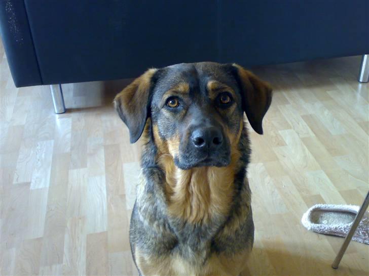 Blanding af racer Asja billede 1