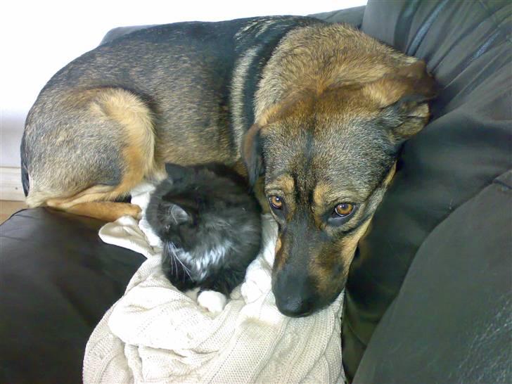 Blanding af racer Asja billede 4