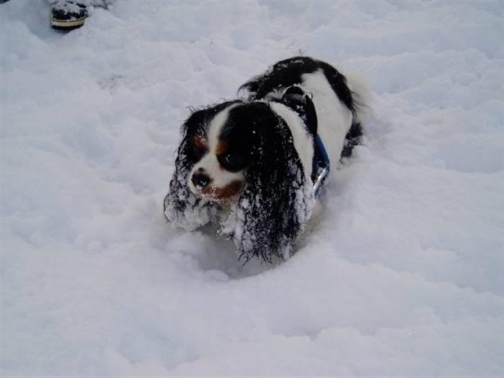 Cavalier king charles spaniel Lundholms Arnold - Det er ikke nemt med så lange øre når man leger i sneen billede 12