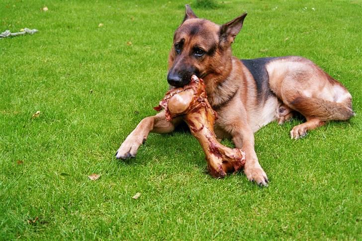 Schæferhund simba - hej kom i lige forbi det skal i være velkommen til i må godt skrive en lille sætning til mig vuf vuf  billede 1