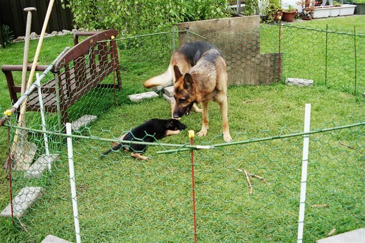 Schæferhund simba - simba med lille rex hans hvalp fra 2005 billede 2