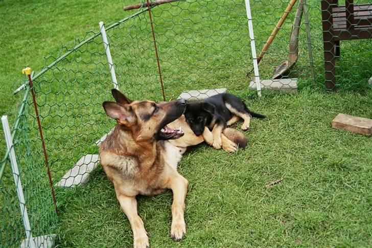 Schæferhund simba - simba med lille nala hans hvalp fra 2005  billede 3