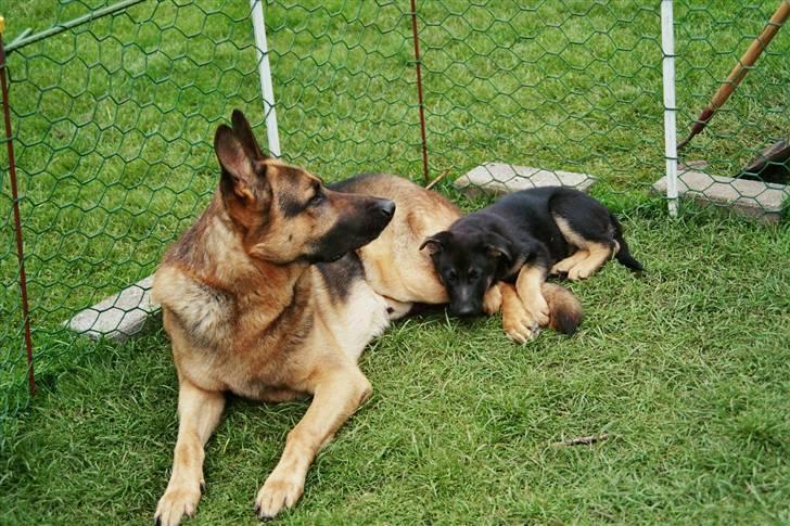 Schæferhund simba - simba og nala hyggeri haven  billede 4