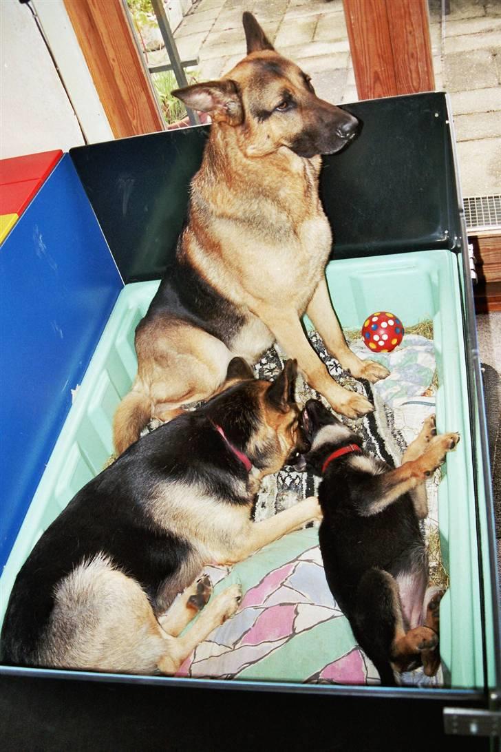 Schæferhund simba - hvad mener i med at jeg skal være med til at passe ungerne ?? billede 5