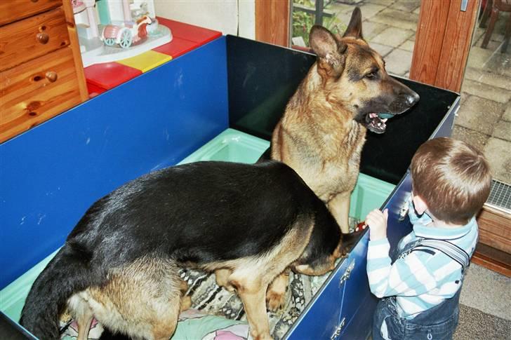 Schæferhund simba - hej matias skal vi lege med bold ?? billede 6