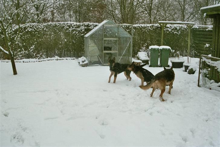 Schæferhund simba - her er simba med sin kone ( trunte ) og en af ders hvalpe på besøg  billede 7
