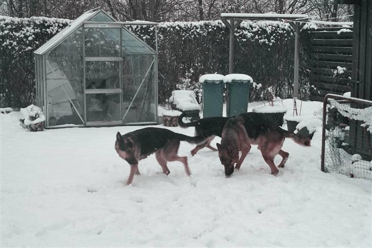 Schæferhund simba - det er sjovt at lege i sneen  billede 8