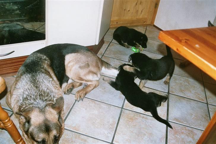 Schæferhund simba - simba med hvalpe i køkkenet der er de ca 4-5 uger billede 9