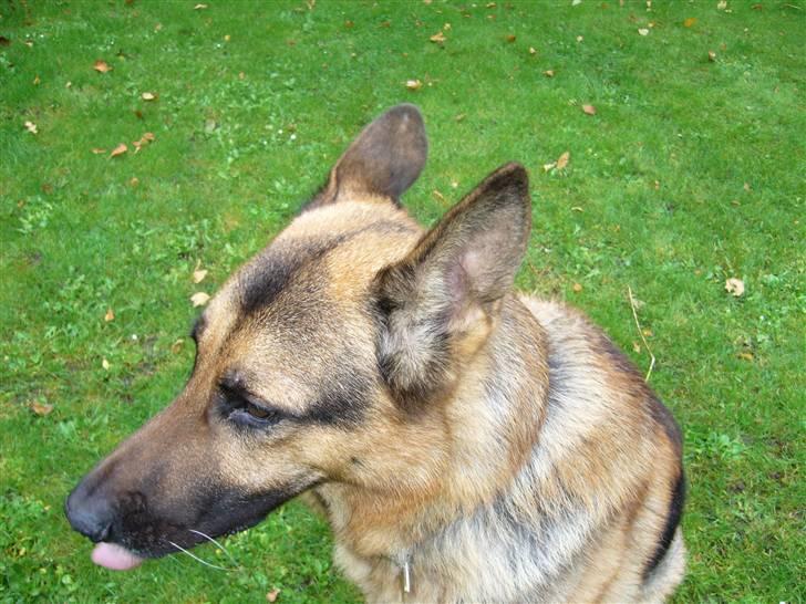 Schæferhund simba billede 10