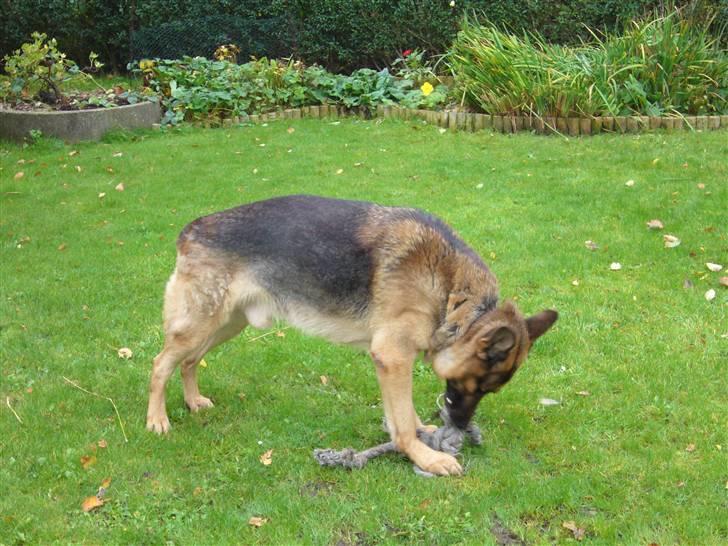Schæferhund simba billede 12