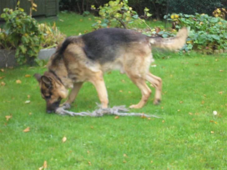 Schæferhund simba billede 13